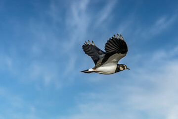 A lapwing bird flying above a field next to Bourges in France at a sunny day in spring.