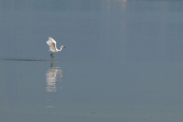 The beautiful white egret taking off from a lake, wings in motion, creating ripples in water with blue water background.