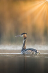 A great crested grebe swimming in a little lake at a sunny evening in France.