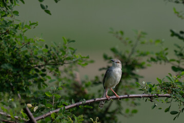 The beautiful plain prinia with its subtle plumage and delicate features perched on a branch with green leaves.
