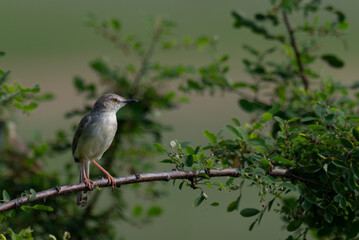 The beautiful plain prinia with its subtle plumage and delicate features perched on a branch with green leaves.