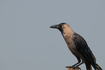A beautiful House crow, Corvus splendens with its distinctive glossy black plumage and strong beak, set against a neutral background.