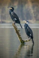 Two great black cormorant sitting on a branch in a lake not far away from Bourges in France at a sunny evening in spring.