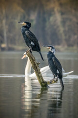Two great black cormorant sitting on a branch in a lake not far away from Bourges in France at a sunny evening in spring.