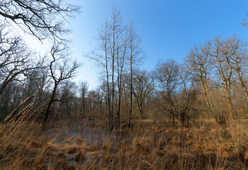 The Mare aux Evées stream in Fontainebleau forest