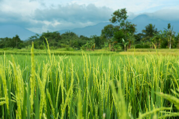 Fototapeta premium A lush green rice field stretching towards majestic mountains, with fluffy white clouds scattered across a bright blue sky, creating a peaceful and scenic countryside view.