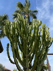 Candelabra cactus, palm tree in the background, sunny day.
