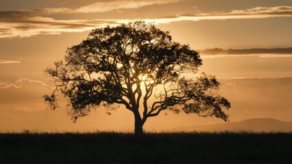 Obraz premium Silhouette of a large tree against a golden sunset sky with clouds, framed by a grassy field beneath in a tranquil evening landscape scene