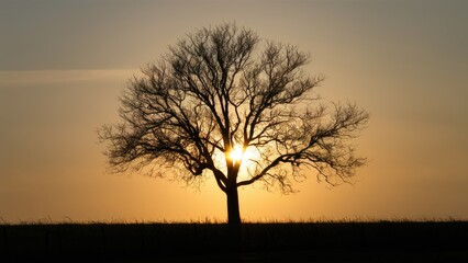 Fototapeta premium Silhouette of a barren tree against a sunset sky with warm orange and yellow hues creating a dramatic contrast in the background.