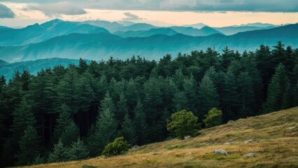 Obraz premium Lush green pine forest on a hill with misty blue mountains in the background and soft green grass in the foreground under a cloudy sky