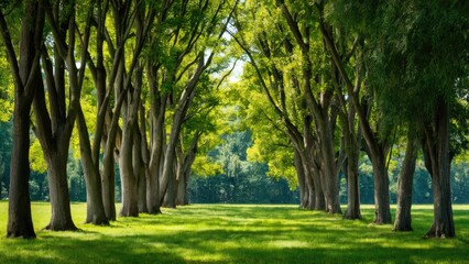 Lush green trees forming a shaded pathway in a serene park setting with vibrant foliage and sunlight filtering through branches.