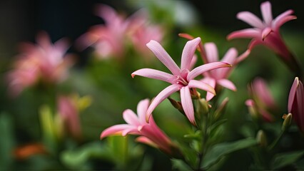 Fototapeta premium Delicate pink Torenia fournieri flowers with soft focus against a lush blurred green backdrop highlighting nature's beauty and tranquility