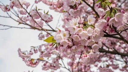 Obraz premium Delicate pink sakura blossoms cluster on a slender branch with vibrant green leaves against a soft white background creating a serene spring atmosphere