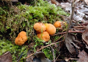 Chanterelle mushrooms in the forest. Yellow edible mushrooms on green moss