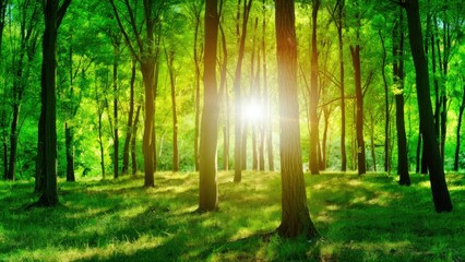 Fototapeta premium Lush green forest with tall trees illuminated by golden sunlight, shafts of light piercing through, creating a serene natural backdrop.