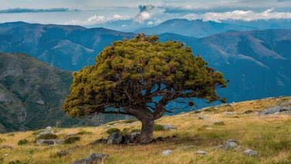 Obraz premium Lone treeshaped plant with lush green foliage in foreground against mountainous backdrop under a cloudy sky showcasing natural beauty and resilience