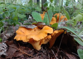 Chanterelle mushrooms in the forest. Yellow edible mushrooms on green moss