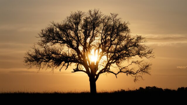 Silhouette of a large barren tree against a golden sunset sky with sun rays shining through in a tranquil outdoor setting.