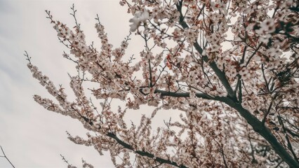 Delicate clusters of white Rowan blossoms on slender branches against a soft gray sky creating a serene and tranquil natural scene.