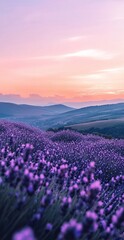 Fototapeta premium Vibrant Lavender Field at Sunset with Rolling Hills and Colorful Sky in Tranquil Nature Setting