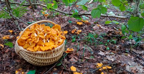 Chanterelle mushrooms in the forest. Yellow edible mushrooms on green moss