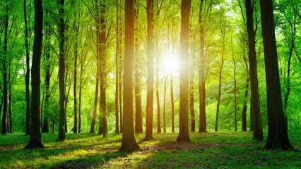 Obraz premium Lush green forest with tall trees, sunlight streaming through leaves, creating a vibrant natural backdrop in warm yellow and rich green tones.