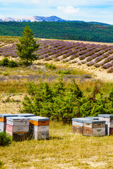 Bee hives at lavender field