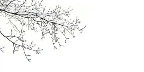 Obraz premium Delicate frost-covered branches extend diagonally across a pristine white background showcasing winter's serene beauty and intricate details of nature.