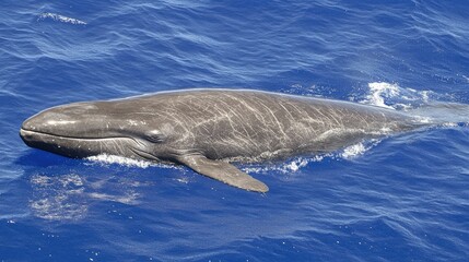Obraz premium Aerial view of an Omura's whale swimming near the ocean surface, gentle ripples trailing behind