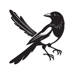 Magpie bird Silhouette Vector Illustration, Solid White Background.
