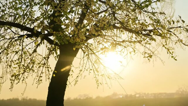 Tilt down video of the canopy of a solitary dogwood tree in full bloom, backlit, soft light of sunrise