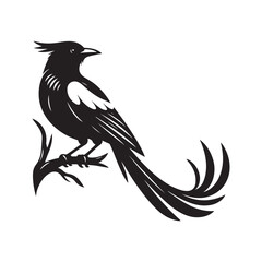 Magpie bird Silhouette Vector Illustration, Solid White Background.