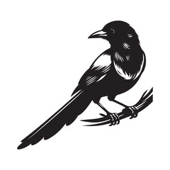 Magpie bird Silhouette Vector Illustration, Solid White Background.