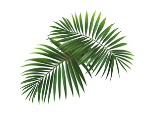 Vibrant green palm fronds isolated on a transparent background. Ideal for tropical designs and summer themes, PNG