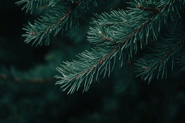 Closeup of Green Pine Tree Branches with Needle Leaves Against a Dark Forest Background for Nature Themes