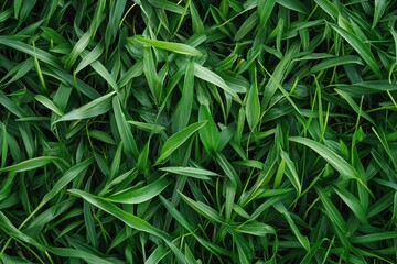 Naklejka premium Lush Green Grass Blades Closeup with Vibrant Natural Texture for Outdoor Nature Background