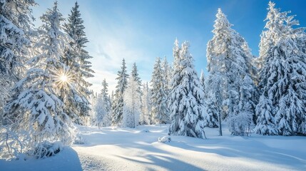 Obraz premium Scenic winter forest landscape with snow-covered trees under a clear blue sky during the daylight, showcasing the tranquility and beauty of nature in the season