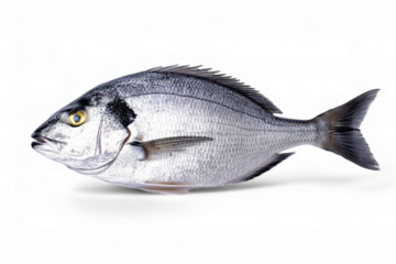 Detailed portrait of a fresh gilthead sea bream isolated on black
