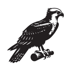 Osprey bird Silhouette Vector Illustration, Solid White Background.