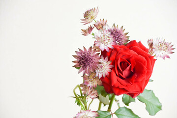 薔薇とアストランチア