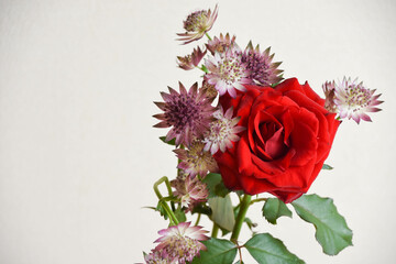 薔薇とアストランチア