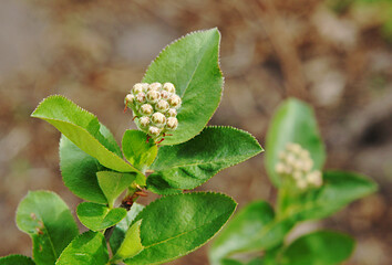 A sprig of chokeberry with buds
