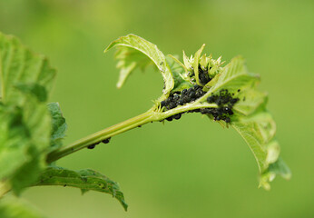 Aphids (Aphidoidea) on the leaves