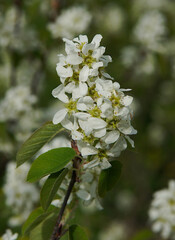 White flowers of shadwood or shadblow (Amelanchier)