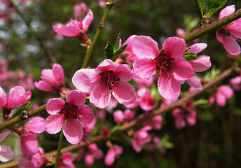 Peach (Prunus persica) flowers