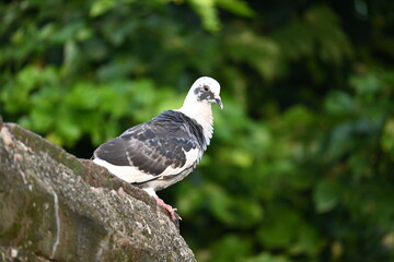 Rock dove or rock pigeon. It is a popular pet bird in the world. In some areas, it is also bringing up for meat. It also used to work as a messenger in the olden times.