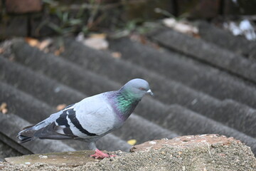 Rock dove or rock pigeon. It is a popular pet bird in the world. In some areas, it is also bringing up for meat. It also used to work as a messenger in the olden times.