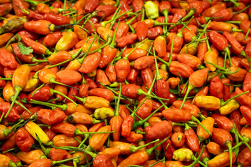Red raw chili peppers (rawit merah) with a vibrant, fiery color, showcasing their small size and...