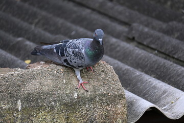 Rock dove or rock pigeon. It is a popular pet bird in the world. In some areas, it is also bringing up for meat. It also used to work as a messenger in the olden times.