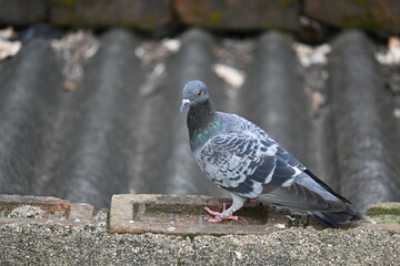Rock dove or rock pigeon. It is a popular pet bird in the world. In some areas, it is also bringing up for meat. It also used to work as a messenger in the olden times.